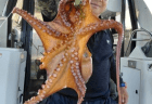 8/4　キス釣果