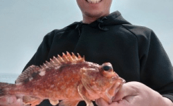 3/29　カサゴ釣果