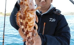 4/11　カサゴ釣果