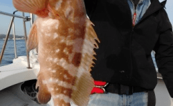 4/12　アコラバ釣果