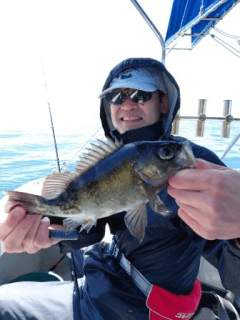 4/18　メバル釣果