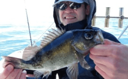 4/18　メバル釣果