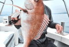 タイラバ・アコウ釣果