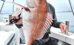 タイラバ・アコウ釣果