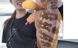 8/16　タイラバ釣果