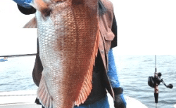 9/21・22　タイラバ釣果